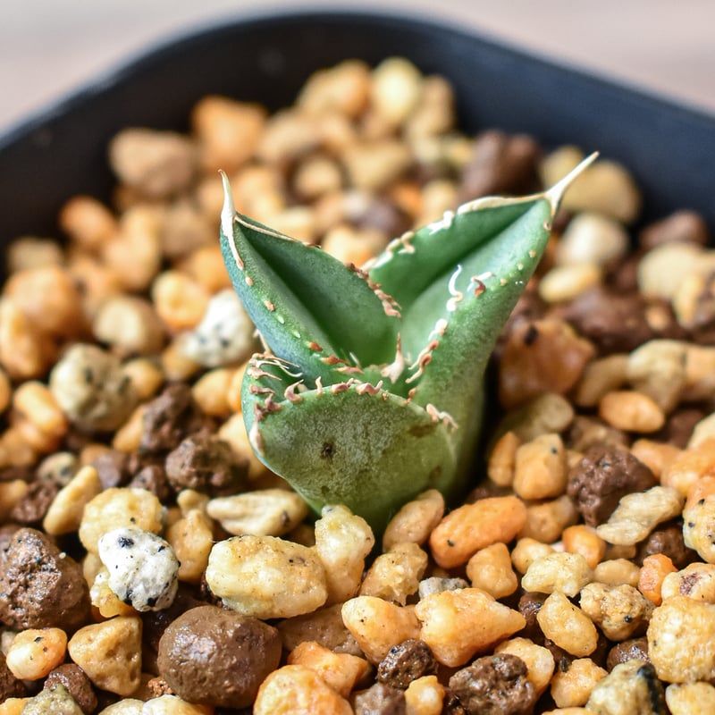 アガベ チタノタ ホオジロザメ 