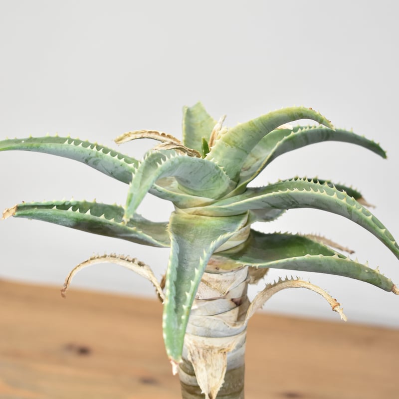 アロエ ピランシー【実生】RF25011361 | RAFLUM / ラフラム｜東京