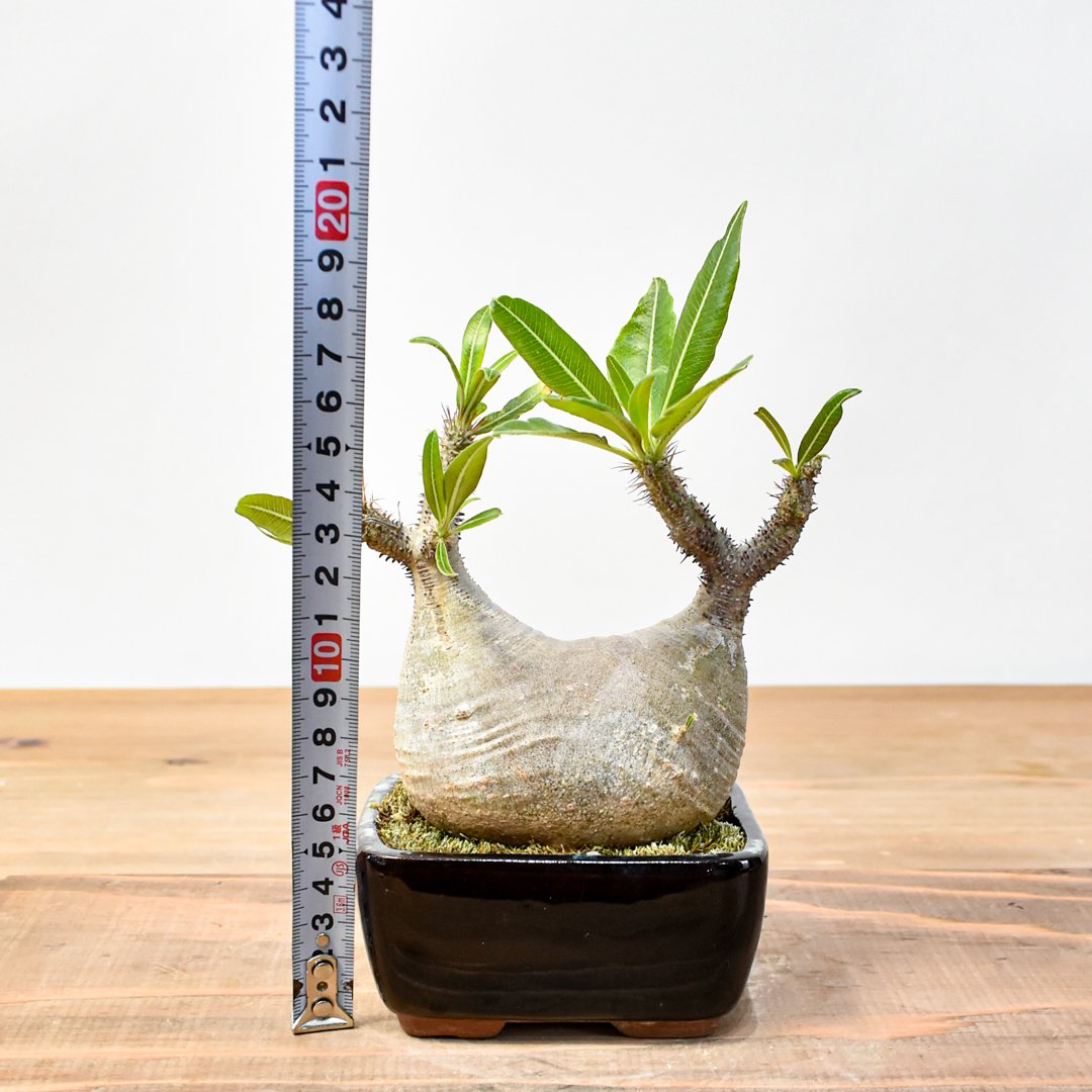 fit=scale-down,w=1200