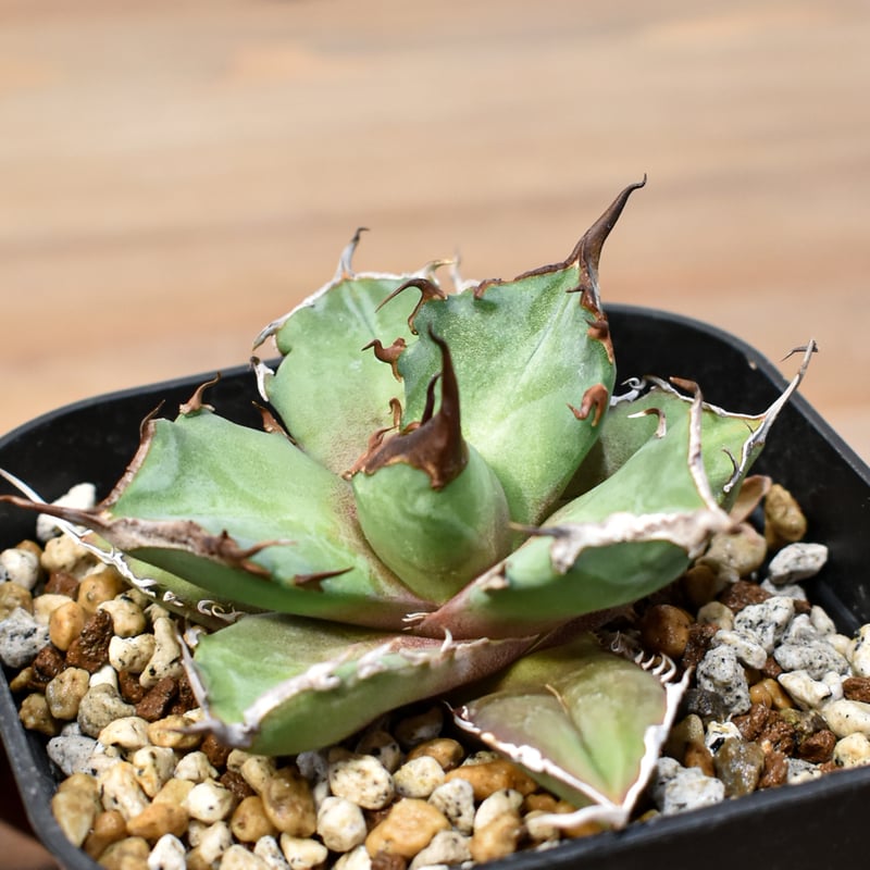 アガベ チタノタ DENNIS043【台湾DENNIS産/発根済み/中株】C DN25010