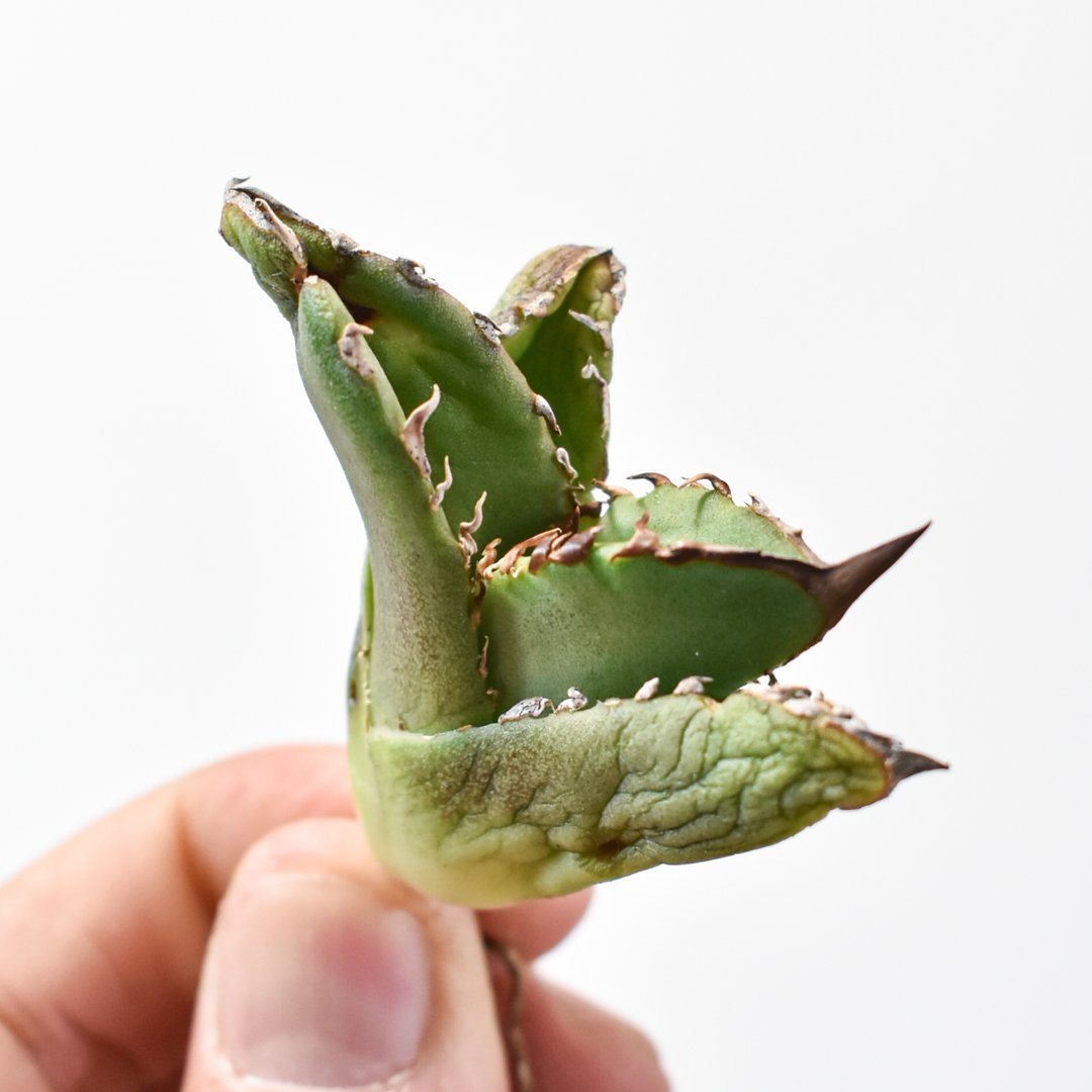 アガベ　チタノタ　ステゴサウルス アガベ チタノタ 