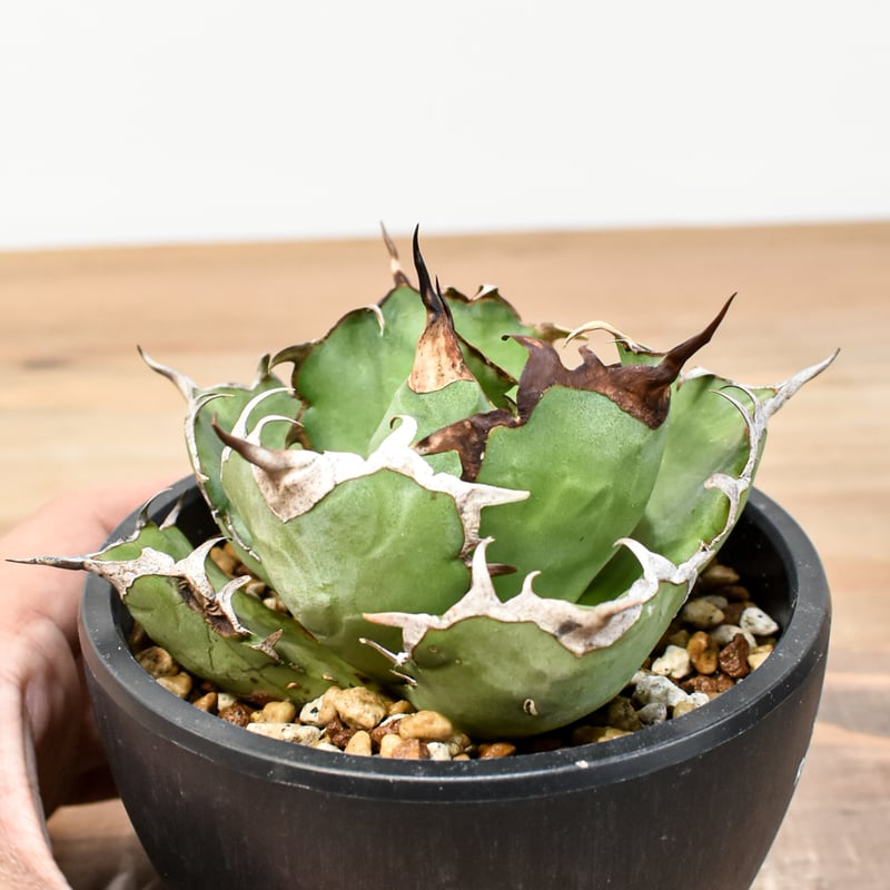 アガベ チタノタ 