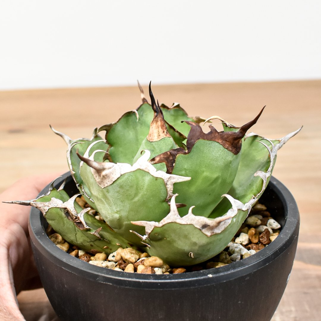 アガベ チタノタ 