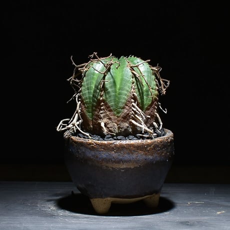 チレコドン ハリー 大株 現地球 発根済み 美株 サボテン