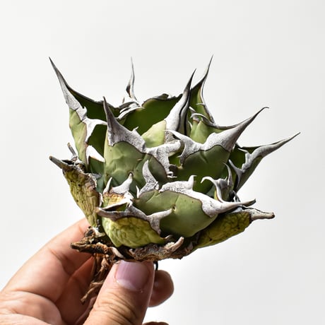 アガベ　チタノタ　狼人　良血統　シーザー　ハデス　SAD アガベ チタノタ シーザー(凱撒)の特徴と育て方｜白くうねる鋸歯と王者