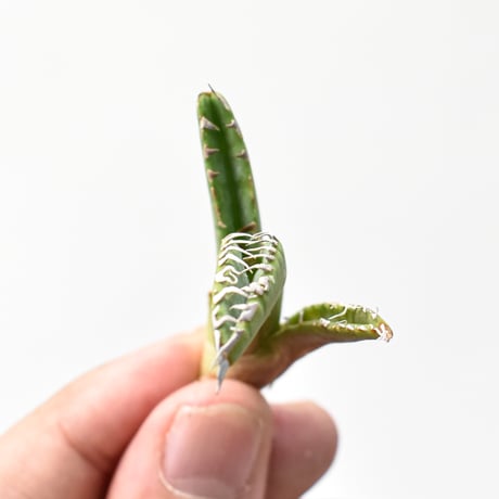 アガベ チタノタ "麻花"【台湾huplants2010産/子株販売】RF25011622