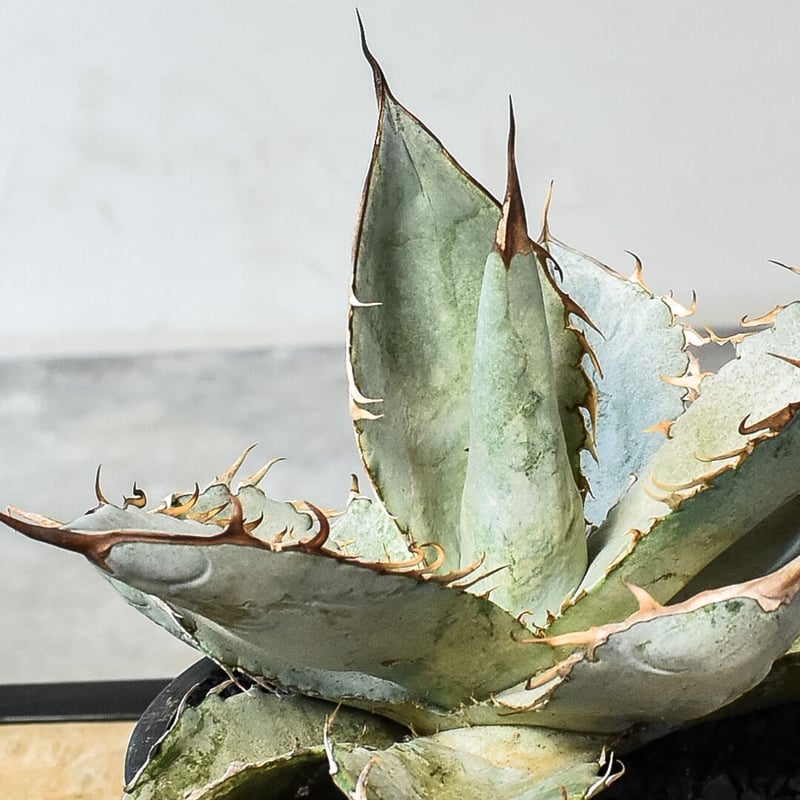 アガベ チタノタ ホワイトアイス （発根済み）RF231454 | RAFLUM