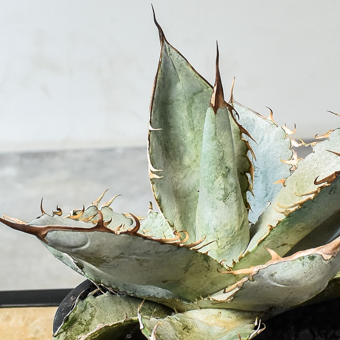 アガベ チタノタ ホワイトアイス （発根済み）RF231454 | RAFLUM