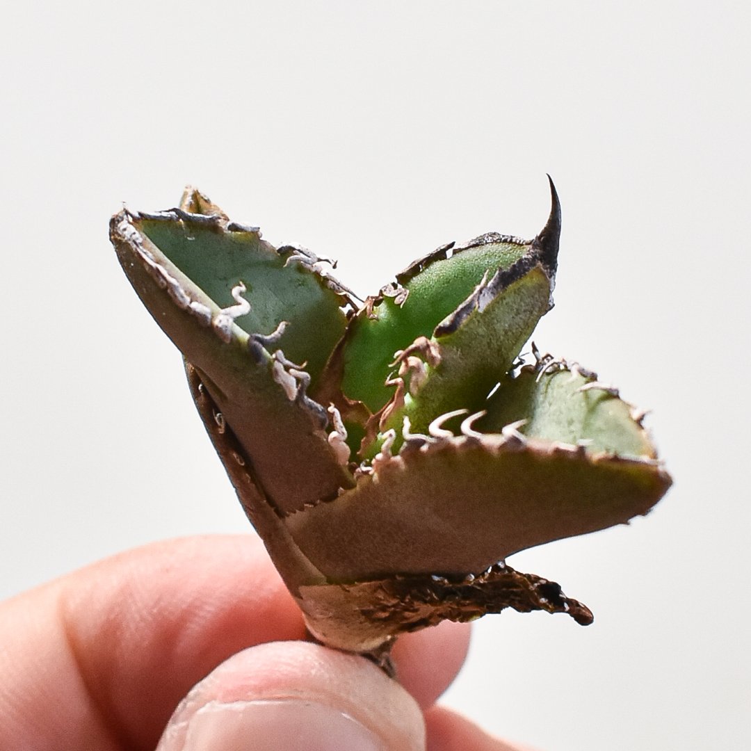 超希少台湾最高峰ナーセリーベルリン産アガベチタノタ⭐️朱雀⭐️めちゃ元気！美苗発根済 超希少台湾最高峰ナーセリーベルリン産アガベチタノタ⭐️朱雀