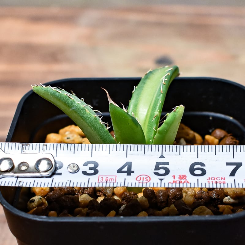 レア株】アガベ チタノタ  