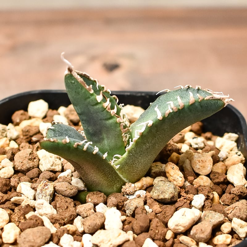 RAFLUMコレクション子株】アガベ チタノタ 