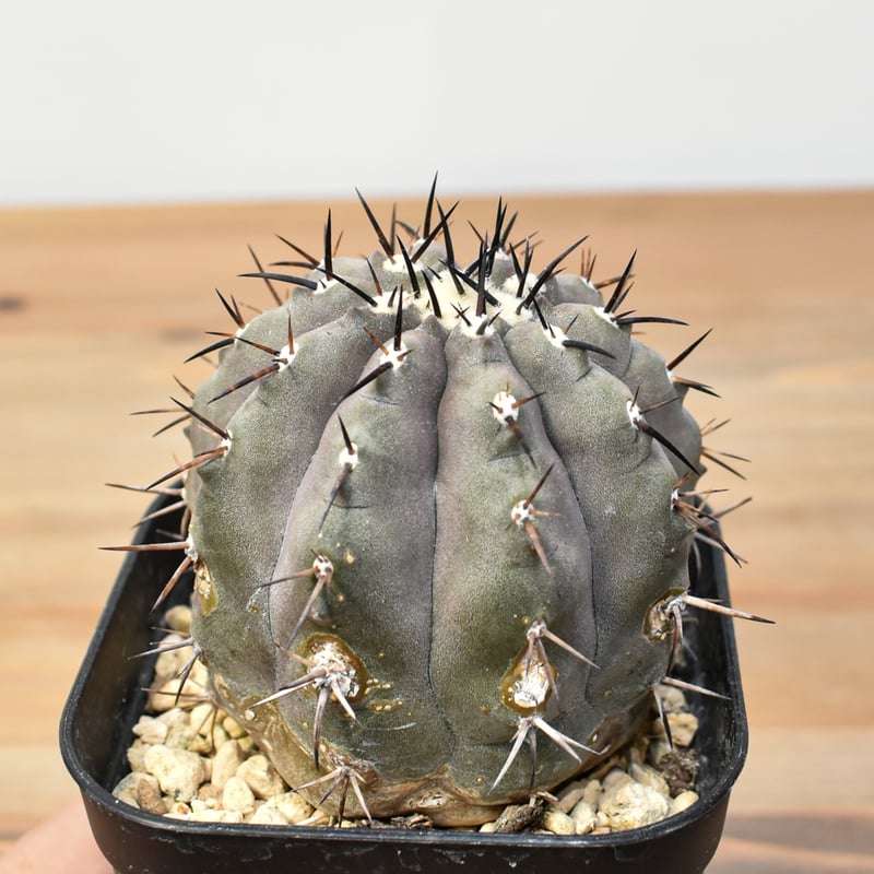 コピアポア シネレア 