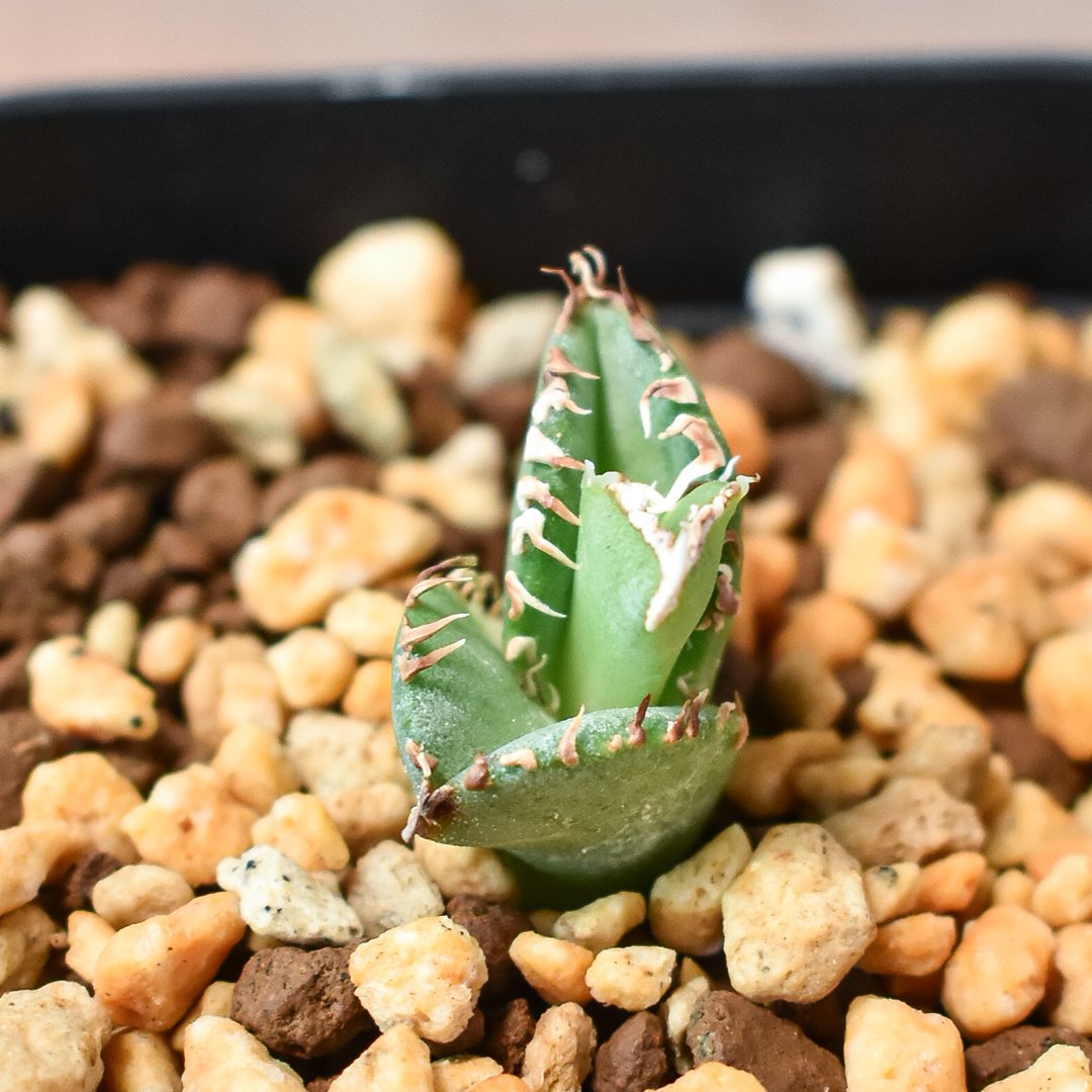 アガベチタノタ 大白鯊 OC子株 (未発根) アガベチタノタ 大白鯊 OC子株 (未発根)