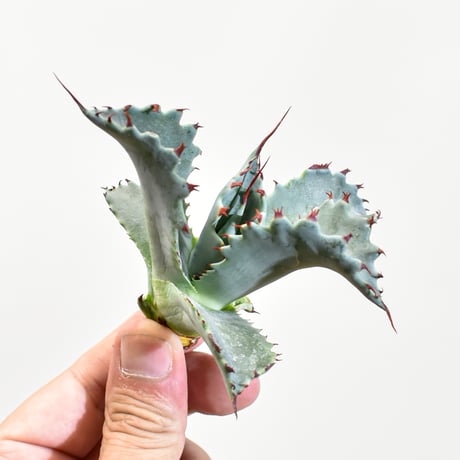 アガベ hybrid パラサナ×特選イシスメンシス/賴光X甲蟹特選 【台湾 dragon agave産/抜き苗販売/子株】RFDG25011215