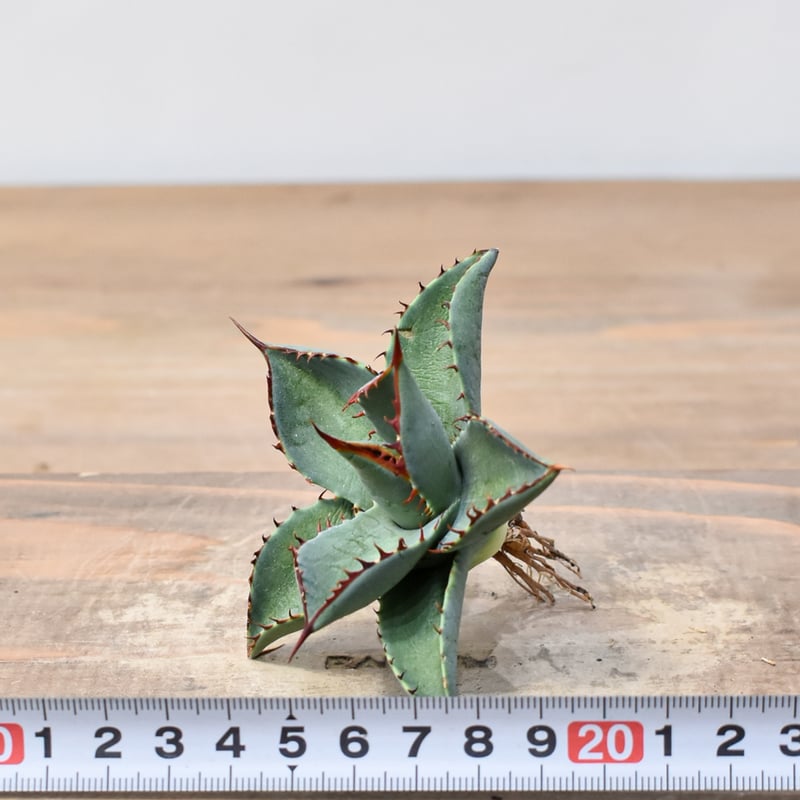 アガベ ハイブリット 曙光 ×（パラサナ、イシスメンシス）【台湾