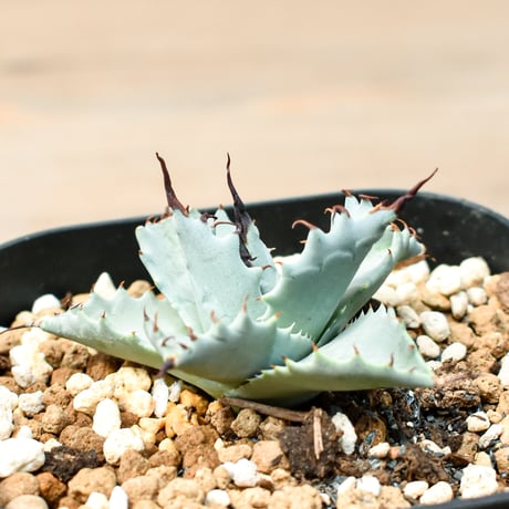 アガベ ハイブリット 雲虎甲蟹×象牙妖炎(モコイシス×陽炎エボリ) 【台湾botanical_seeker産】RF25011419