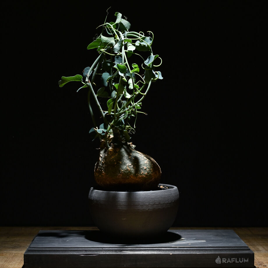 アデニアスピノーサ アデニアスピノーサ | STORES