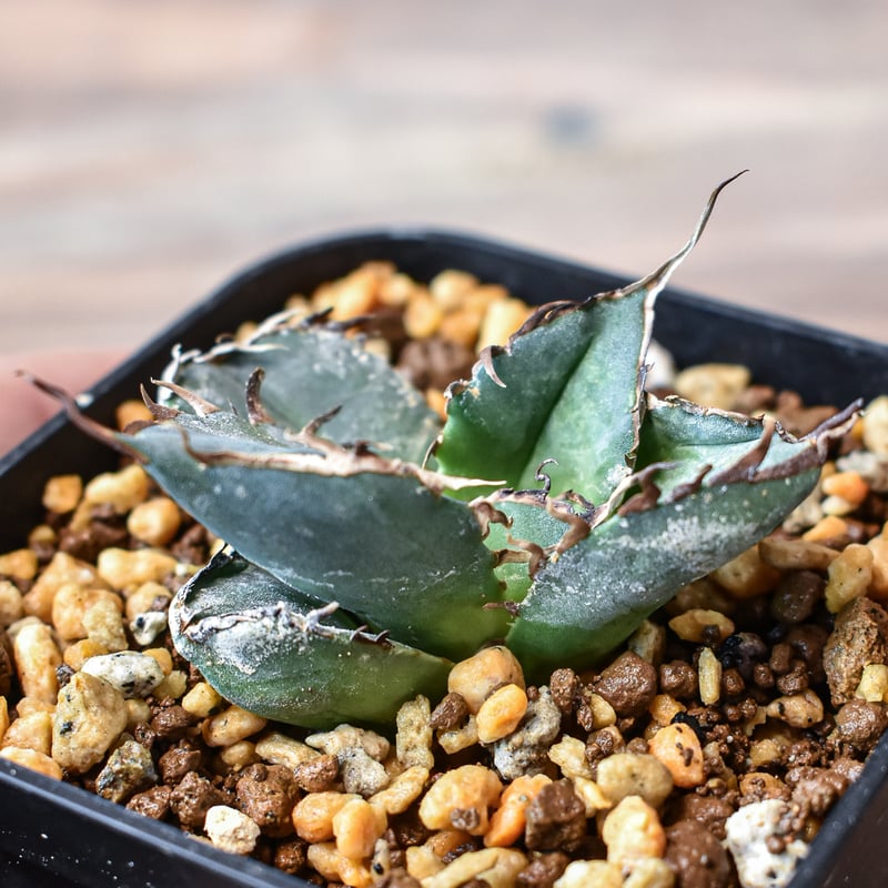 アガベ ドラゴントゥース　子株付き ドラゴントゥース子株付 アガベ チタノタ 