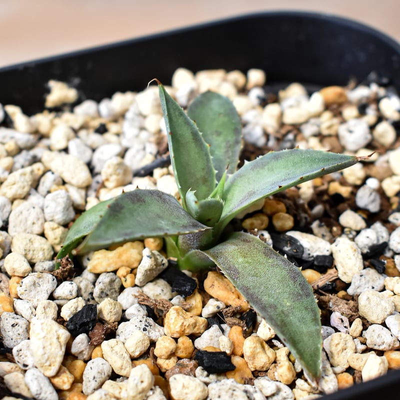 アガベ ハイブリット 