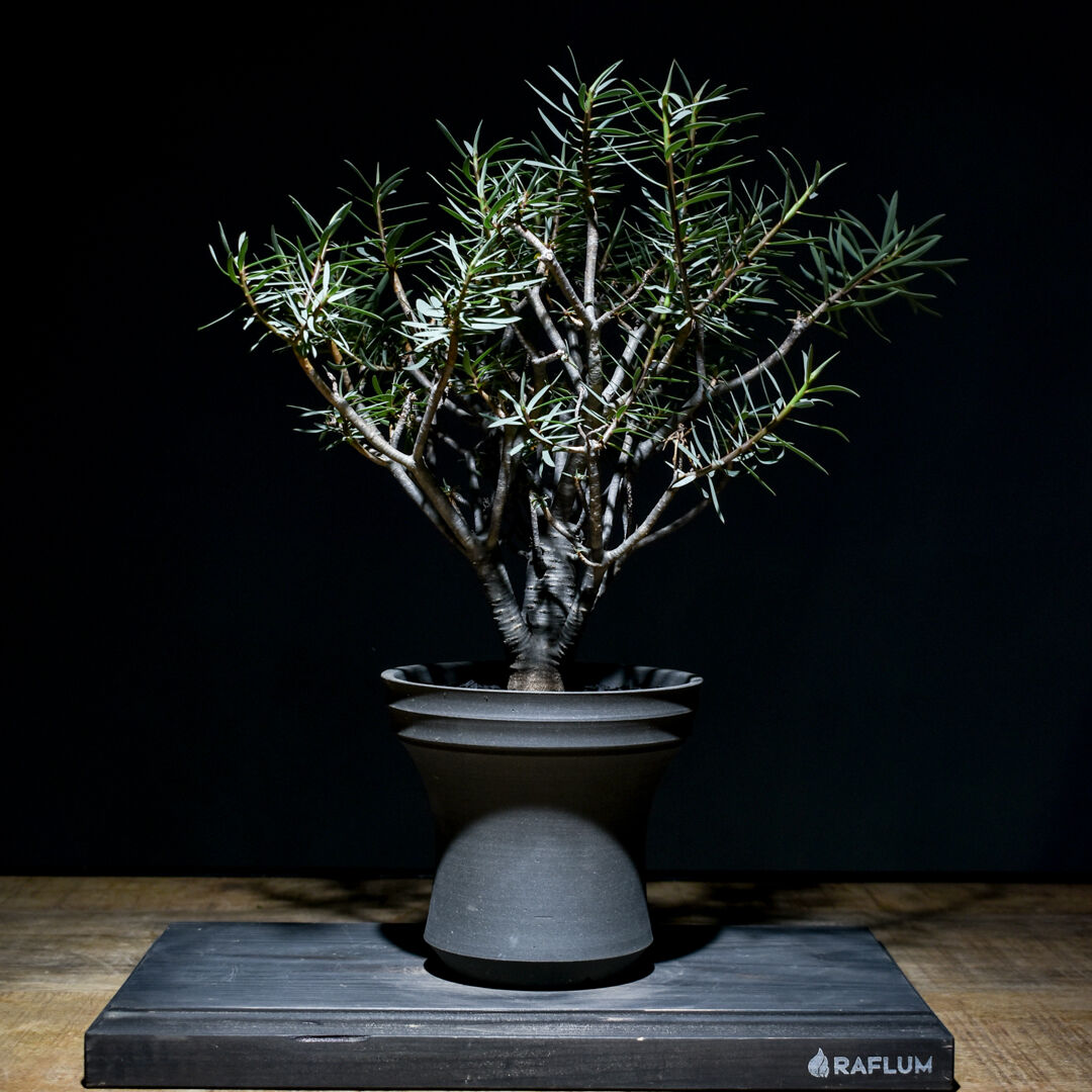 ユーフォルビア　バルサミフェラ　現地球　発根済み ユーフォルビア バルサミフェラ 現地球 発根済み ユーフォルビア