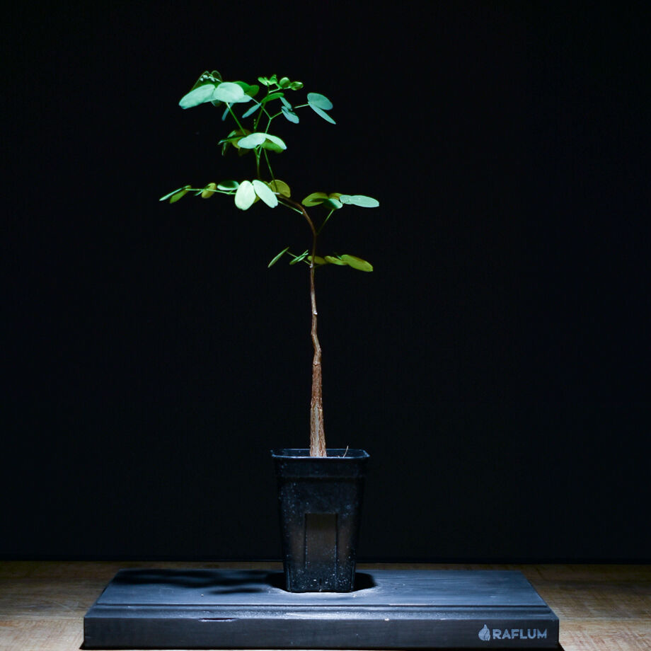 ☆最終セール価格☆デロニクス プミラ 現地球 発根済み 小型 白肌