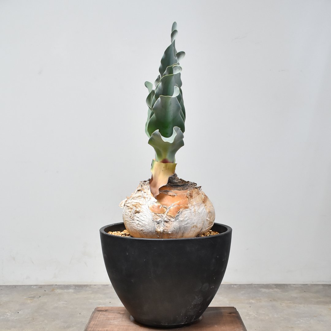 ブーファン　ハエマンソイデス ブーファン ハエマンソイデス すごく綺麗な葉！ #ブーファンハエマン