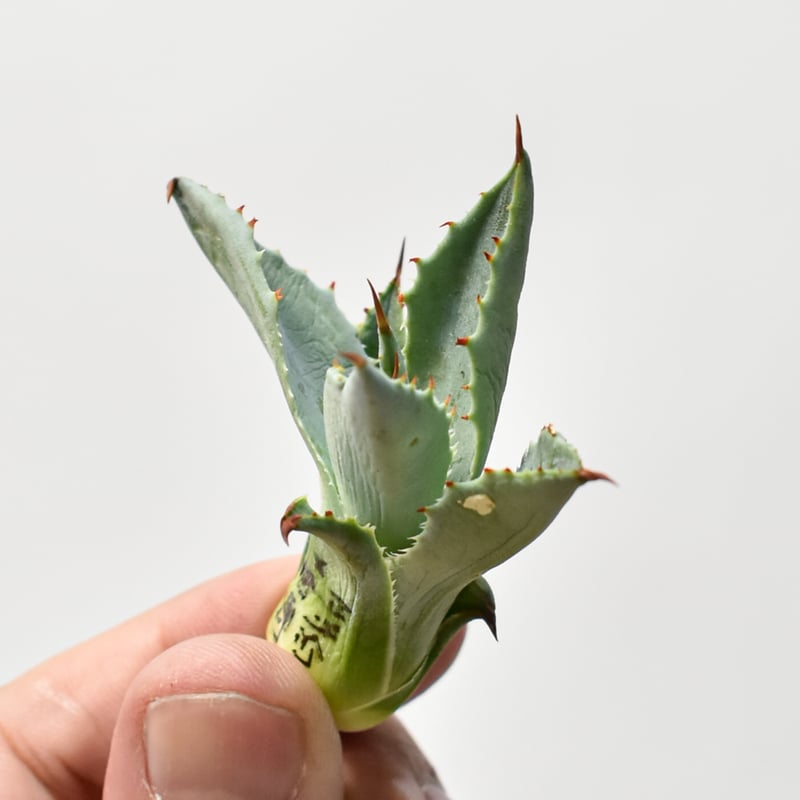 アガベ ハイブリット 