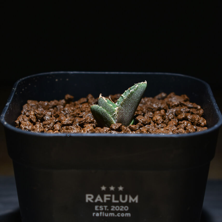 アガベ チタノタ 