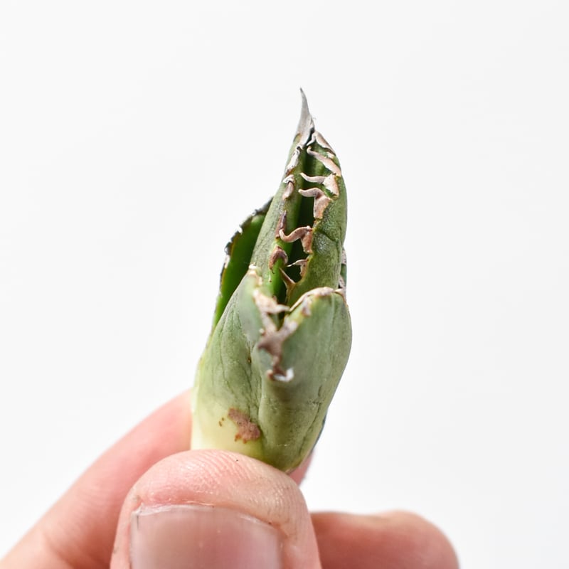 アガベ チタノタ 希少 ステゴサウルス stegosaurus 子株 ブツブツ 激