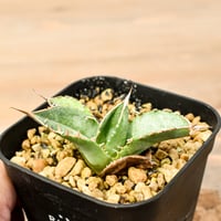 アガベ シースター（発根済み）RF22044 | RAFLUM / ラフラム｜東京