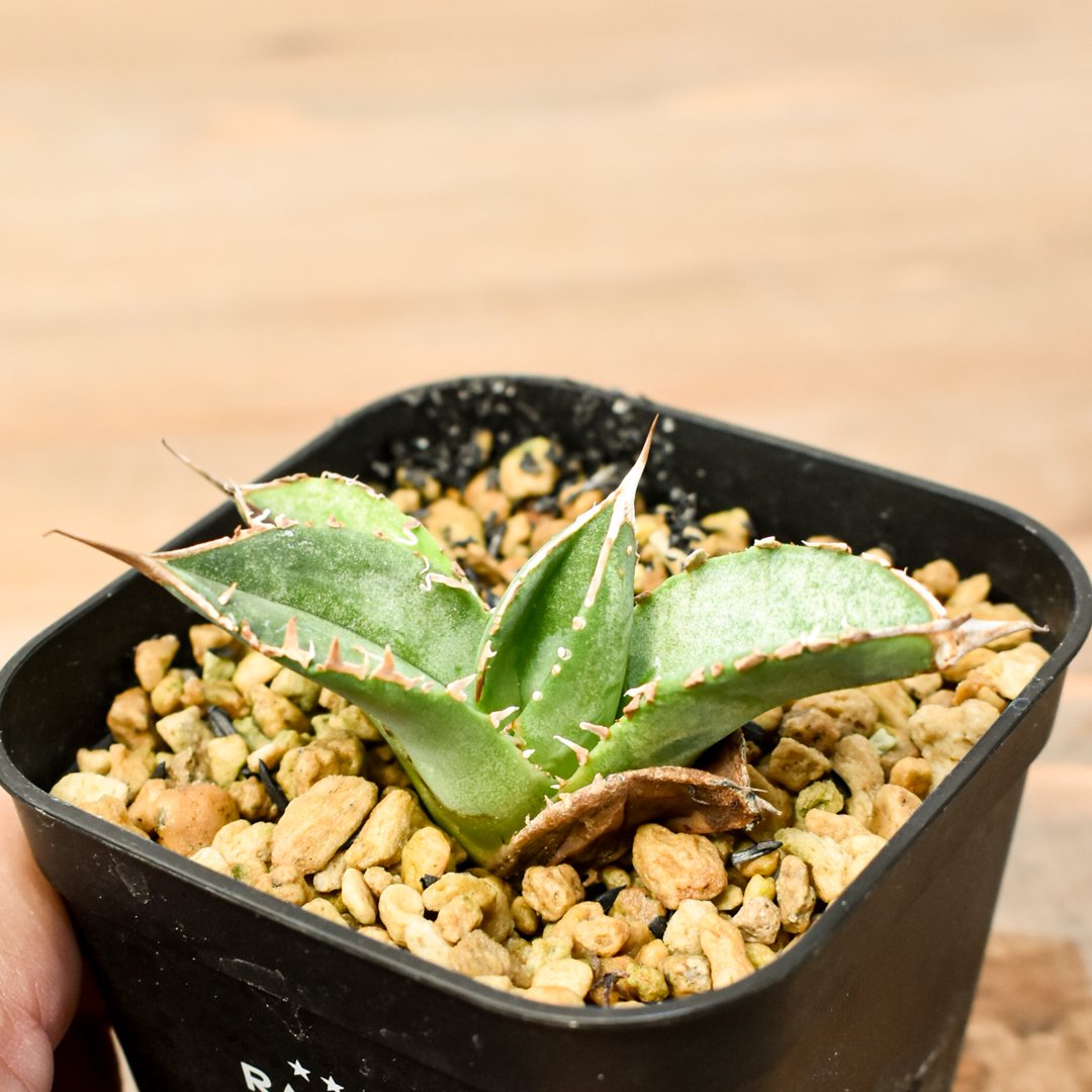 【選抜】オテロイ アイスクリーム ノーネーム 子株 アガベ チタノタ 選抜】オテロイ アイスクリーム ノーネーム 子株 アガベ