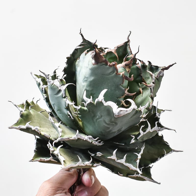 アガベ チタノタ ソーラーエクリプス 