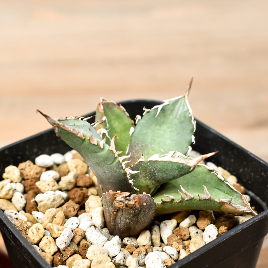 67a7b0d687ef5b0f0d36cdd7