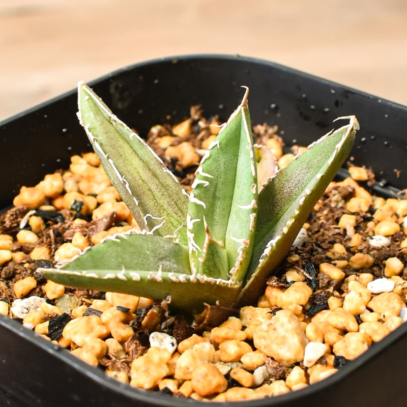 アガベ チタノタ 