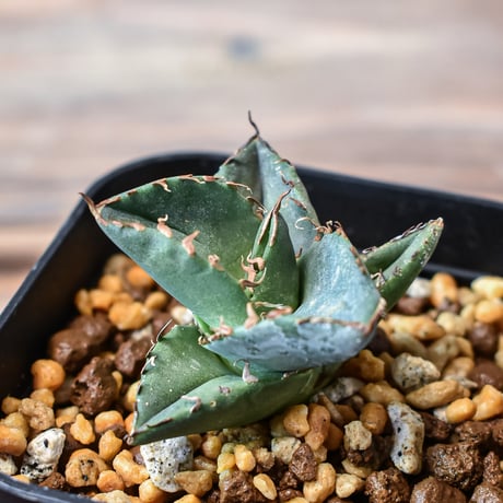 ドラゴンアガベ　実生選抜 アガベ チタノタ 