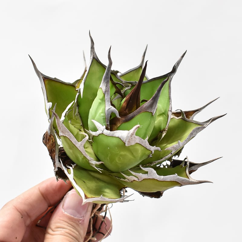 アガベ チタノタ DENNIS ホリダ×鬼爪（026） 