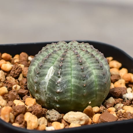 ユーフォルビア オベサ "ミニオベサ" （発根済み）RF230411 I