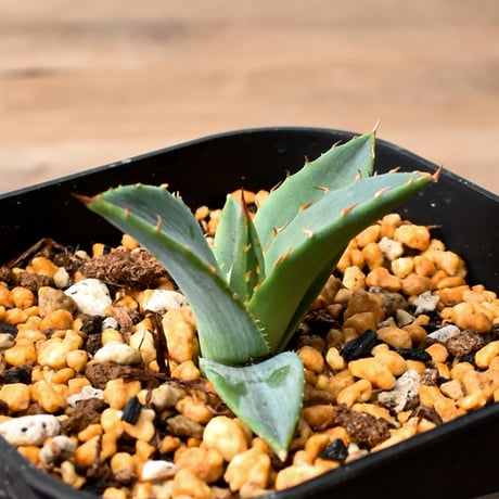 CATEGORY アガベ | RAFLUM / ラフラム｜東京、大阪の塊根植物