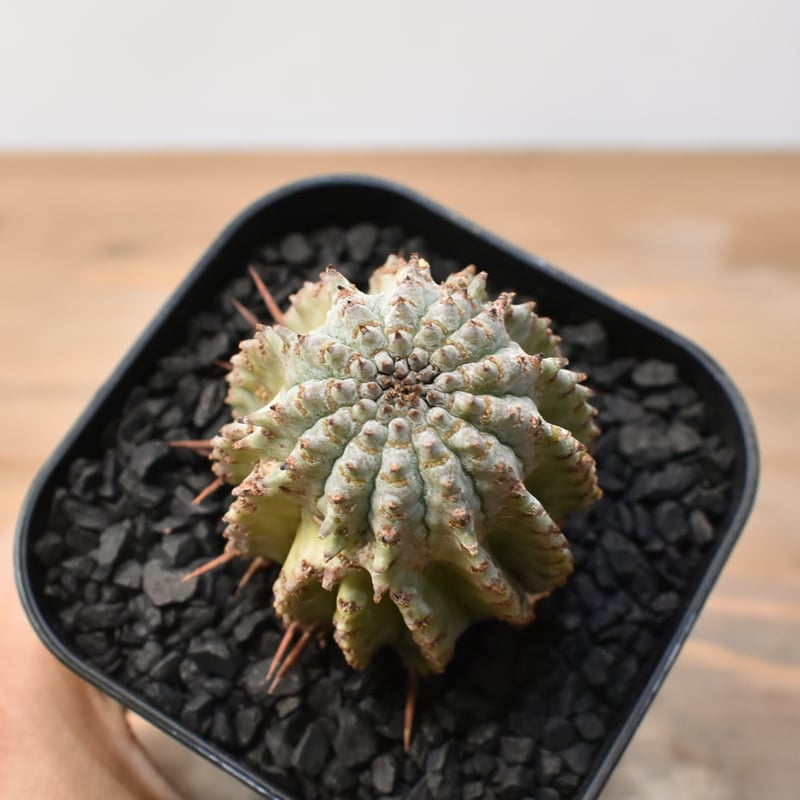 ユーフォルビア ホリダ 