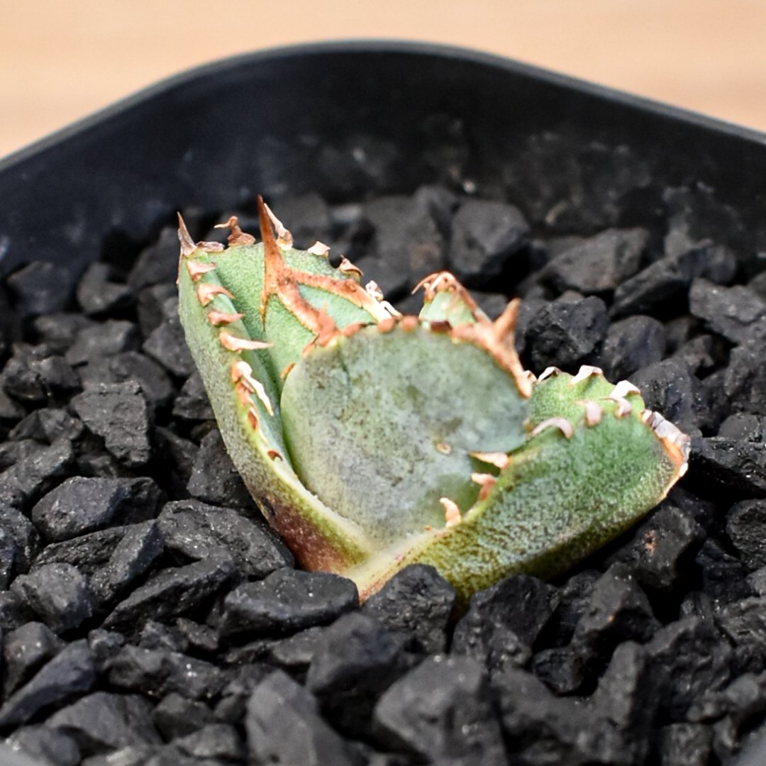 アガベ チタノタ ホオジロザメ 