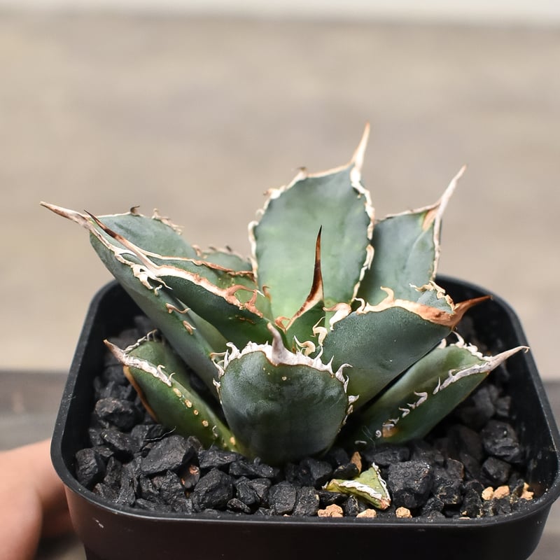 アガベ チタノタ 