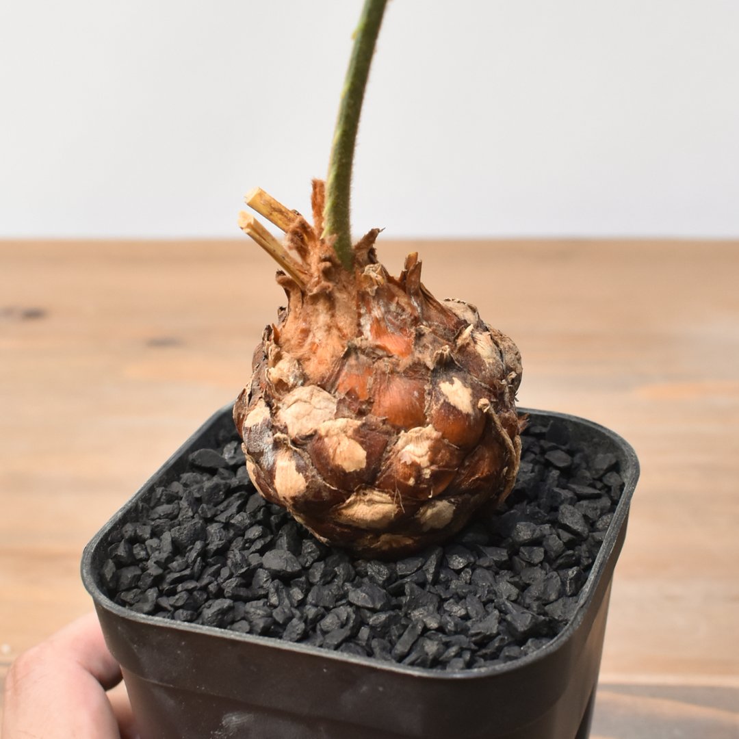 サイカス　カイルンシアナ　実生 other_img01.jpg