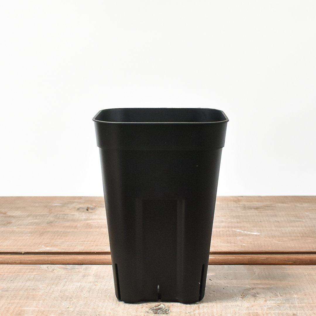 RAFLUM SLIT PLANTER サイズXS/90 