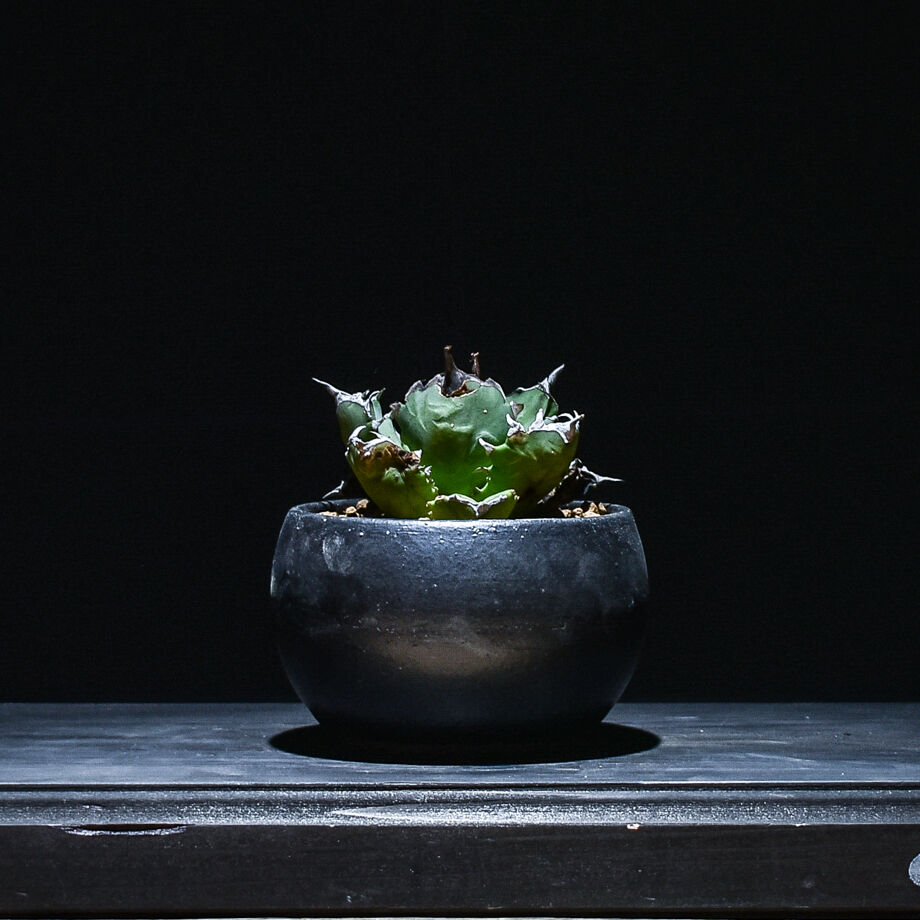 アガベチタノタ海王（ヴァンベールventvert購入）親株 アガベ チタノタ ドワーフ 