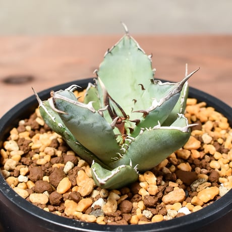 アガベ チタノタ  フェニックス "鳳凰"【発根済み/子株】C RF240004