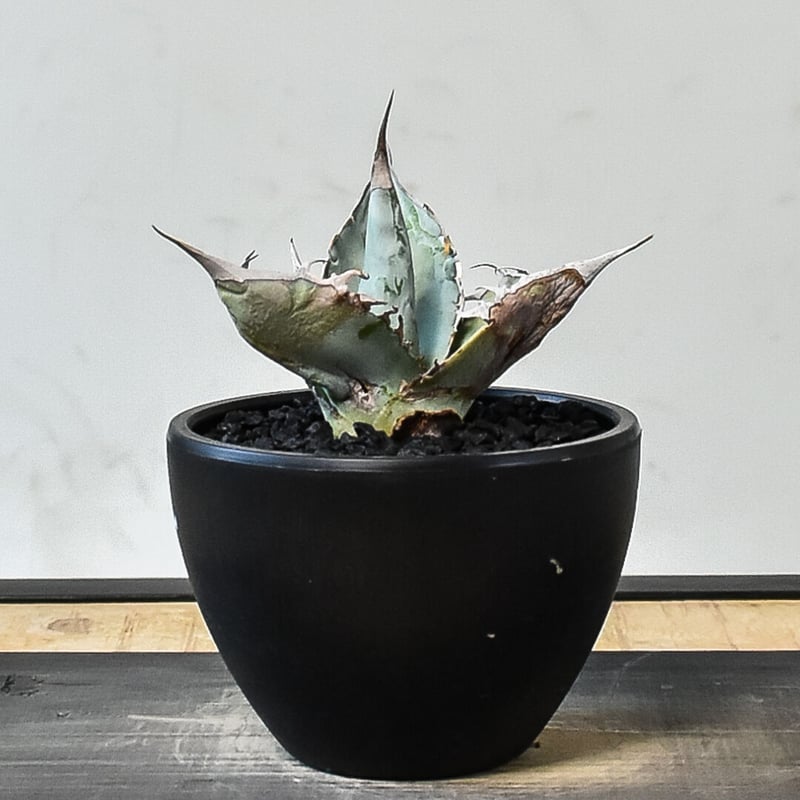 アガベ チタノタ ホワイトアイス （発根済み）RF231450 | RAFLUM