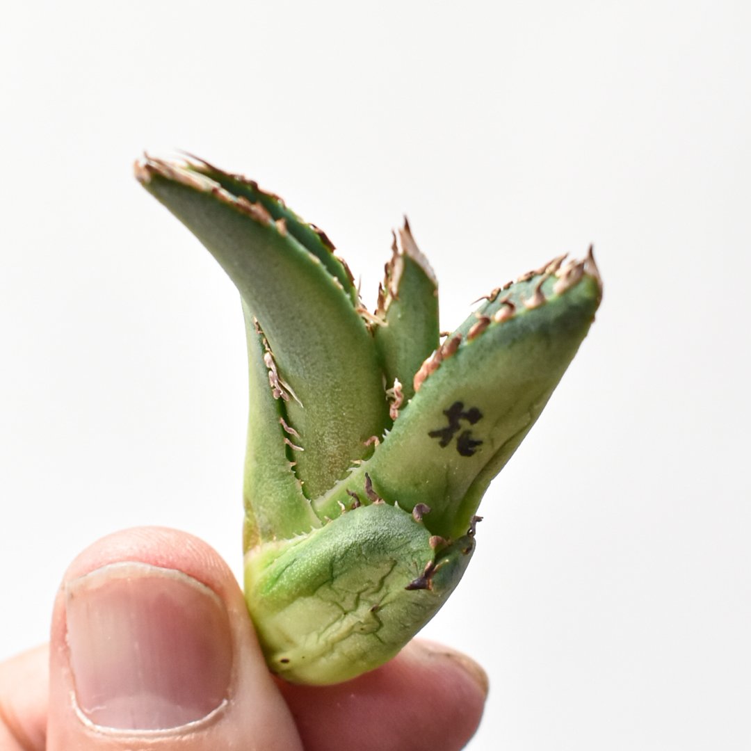 アガベ チタノタ 