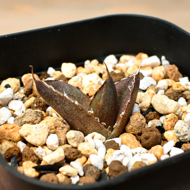 RAFLUM育成株 5個セット】アガベ Mexico oteroi seeding / オテ