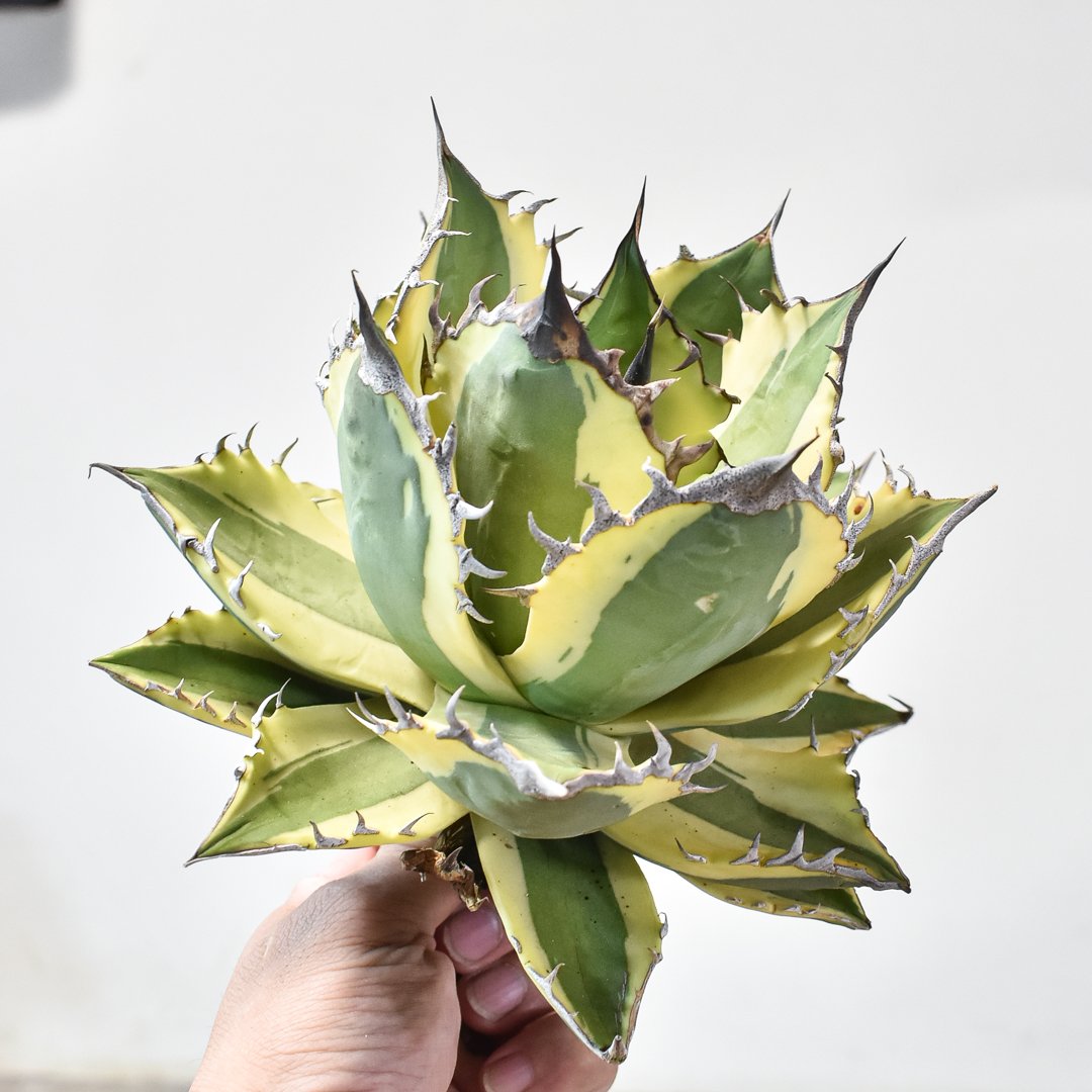 アガベ チタノタ スナグルトゥース アガベ チタノタ スナグルトゥース