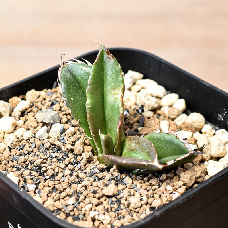 アガベ チタノタ 皇冠 Agave 悪魔 ブツブツ アガベ チタノタ 